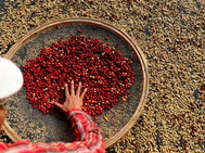 Honduras proyecta cosecha récord de café para el ciclo 2025-2026