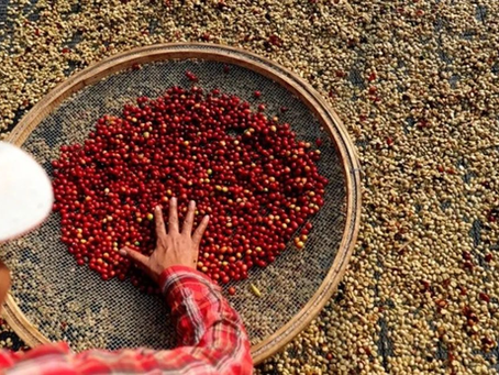 Honduras proyecta cosecha récord de café para el ciclo 2025-2026