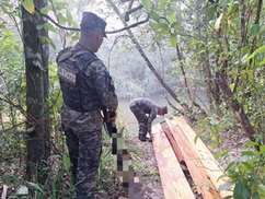Quinto Batallón decomisa 660 pies tablares de madera en Puerto Lempira