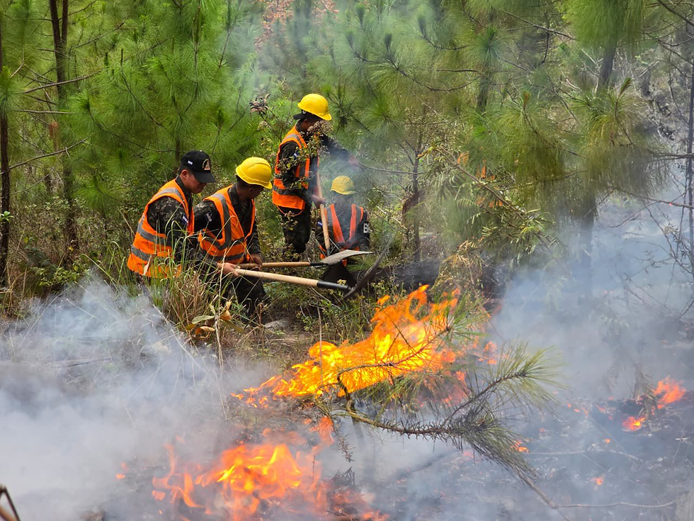 FF.AA. extinguen más de 300 incendios forestales a nivel nacional