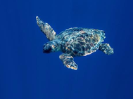 Entra en vigor histórico tratado de la ONU para proteger la biodiversidad en alta mar