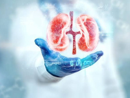 Científicos logran avances en la creación de riñones sintéticos