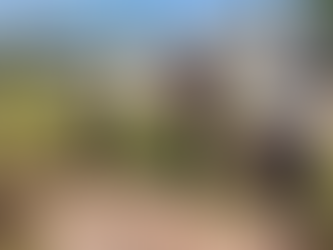 FF.AA. decomisan madera ilegal en Atlántida como parte del plan ambiental