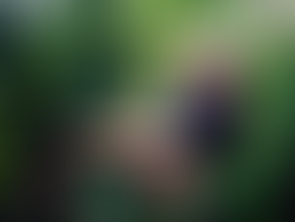 Notable despegue de exportaciones de café hondureño al inicio del ciclo 2025-2026