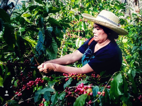 Notable despegue de exportaciones de café hondureño al inicio del ciclo 2025-2026