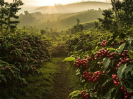 Honduras y Perú consolidan el liderazgo latinoamericano