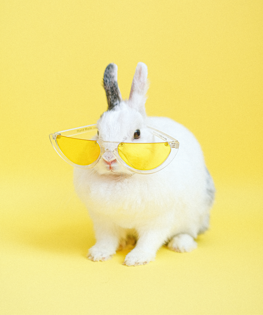Bunny with cool glasses