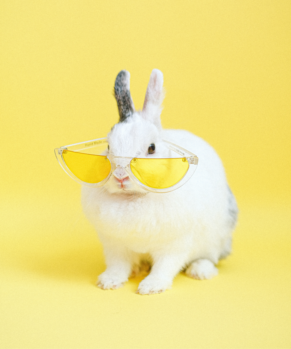 Bunny with cool glasses