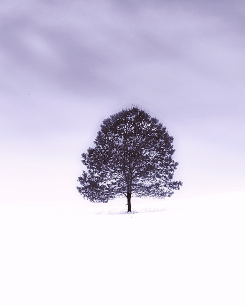 Single, beautiful tree in nature, illustrating Scibel sustainability principles