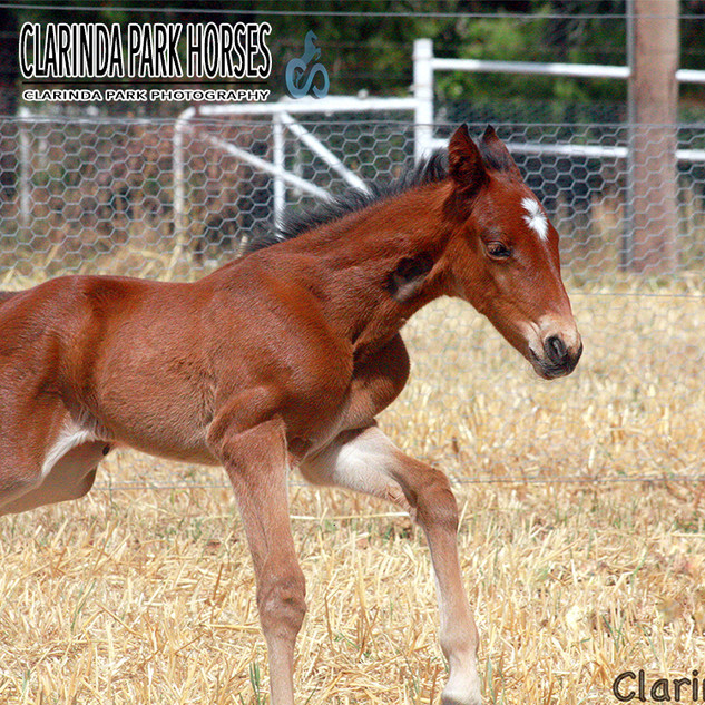 TARZAN - art major x esther jane