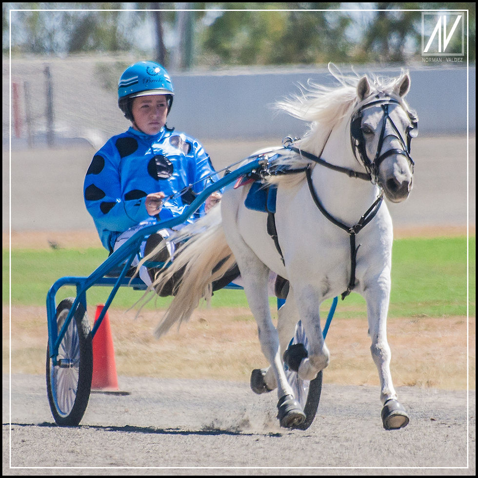 NSW Mini Trots | Graduates 2020 | Brooke Harris