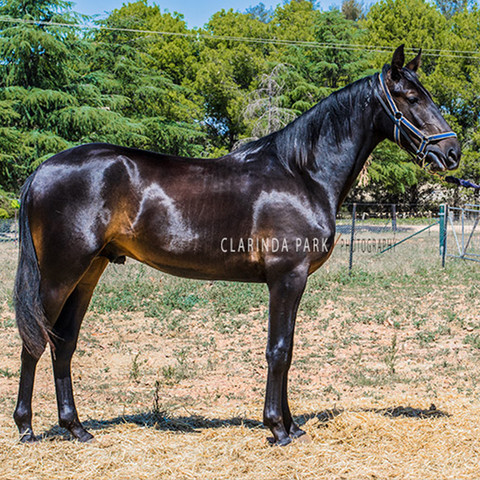 Yearlings Sale Preparation at Clarinda Park Horses