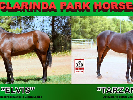 "Elvis" & "Tarzan" will be at APG Yearling Sale At Sydney