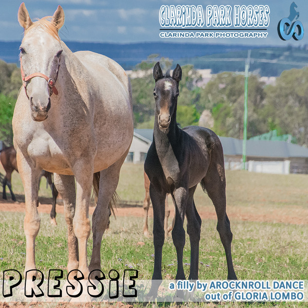 "Clarinda Park Horses" Foals 2018 - AROCKNROLL DANCE filly out of Gloria Lombo