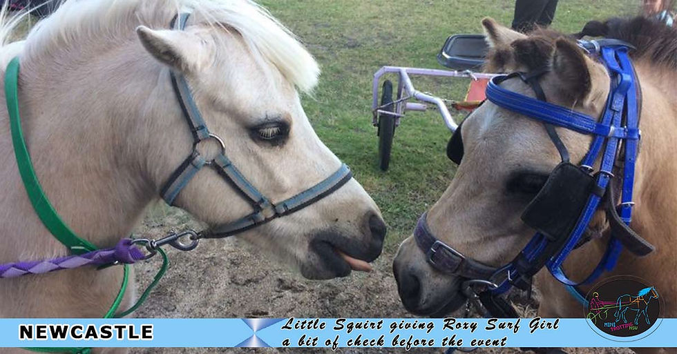New South Wales Mini Trots Association. Little Squirt giving Roxy Surf Girl a bit of check before last night event