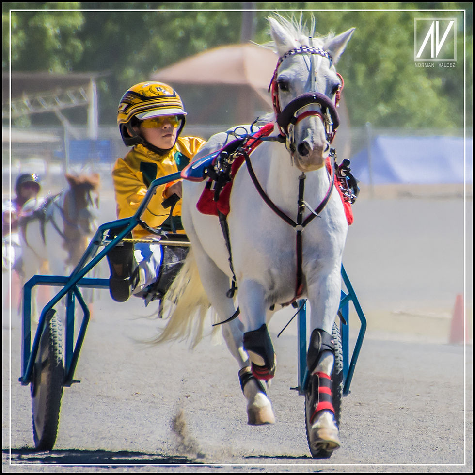 NSW Mini Trots | Graduates 2020 | Jack Brown
