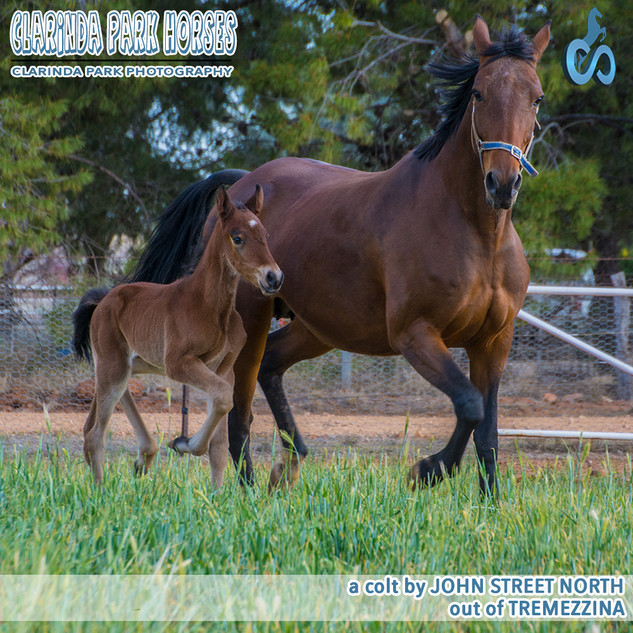 "Clarinda Park Horses" Foals 2018 - JOHN STREET NORTH colt out of Tremezzina