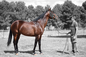 Maffioso, standing at Clarinda Park Horses, a horse breeding farm located at Parkes.