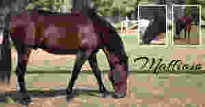 MAFFIOSO, an australian bred Stallion, breed from one of the best, Clarinda park Horses