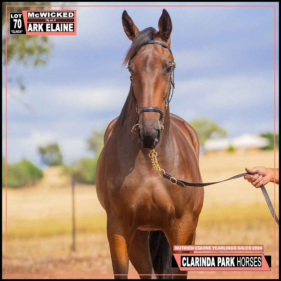 Yearlings Sales 2024 | Clarinda Park Horses | Clarinda Park Services