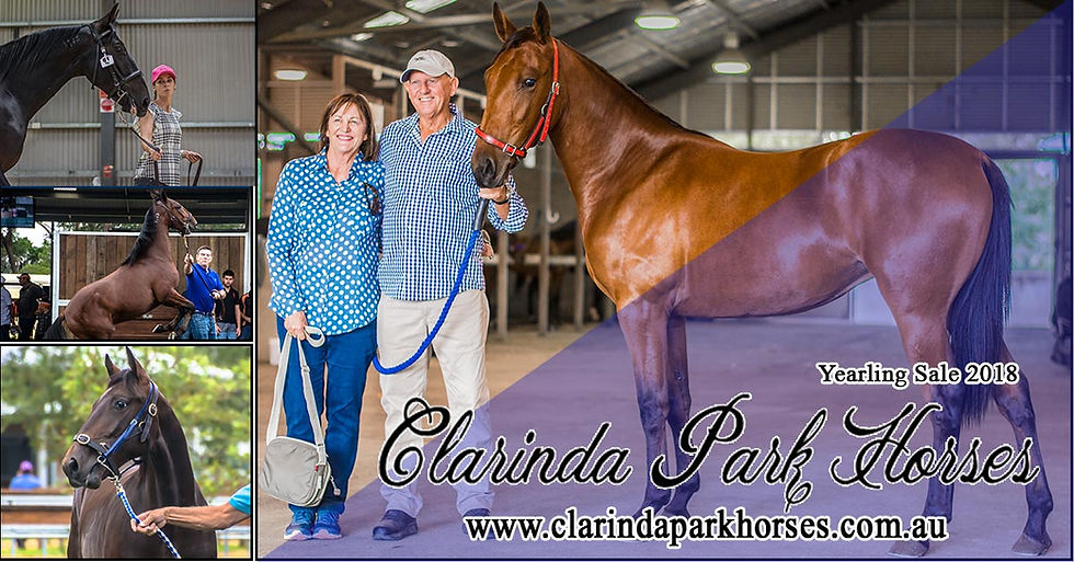 CLARINDA PARK HORSES Had A Good Result This Yearling Sale 2018