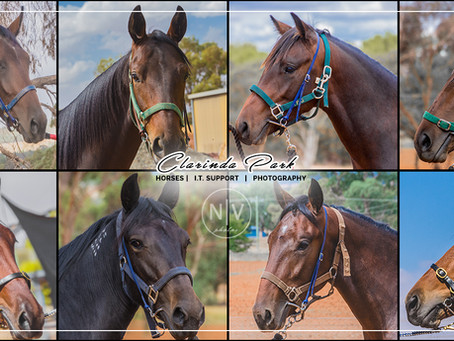 The 2019 Bathurst Gold Crown Yearlings Sale Yearling Draft of Clarinda Park Horses