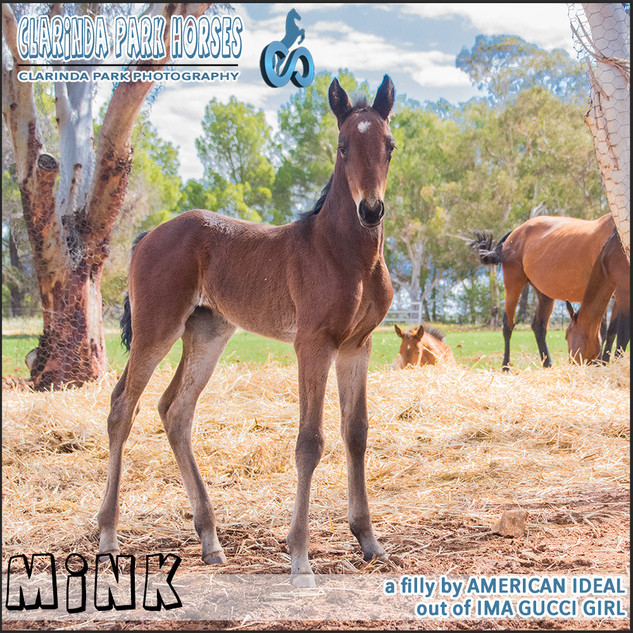"Clarinda Park Horses" Foals 2018 - an AMERICAN IDEAL colt out of IMA GUCCI GIRL