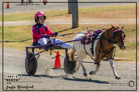 Mini Trots Inter Dominion 2018 - NSW Mini Trots Shetland Division Representative - Jayla Beresford driving Nidya