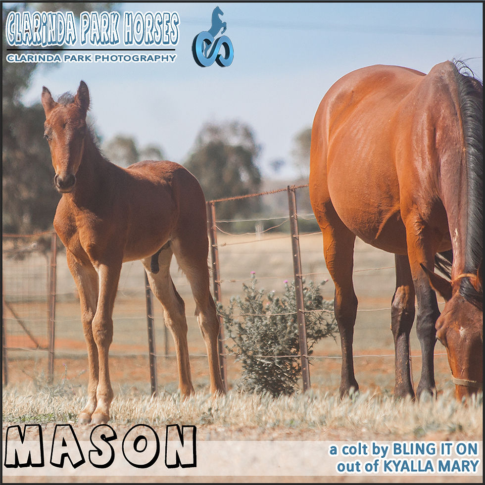 Foals 2018 | Clarinda Park Horses | Clarinda Park Services