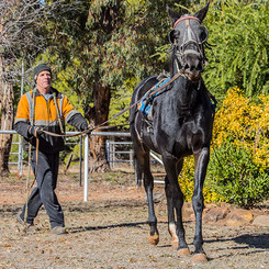Breaking In of Horses at Clarinda Park Horses