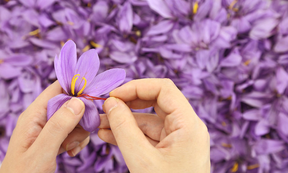 Sustainability in Saffron Farming