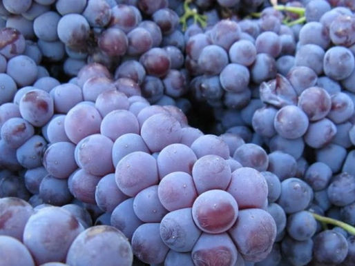 Qual è l'impatto dell' anidride solforosa nei vini?