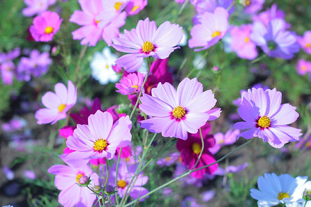 ③桜【pink*flower*happiness】春の訪れ シーグラスアート 桜D【pink*flower**happiness】春の訪れ シーグラスアート