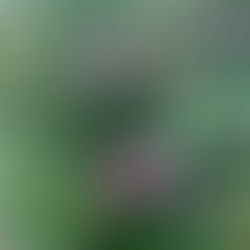 9月 「無邪気」