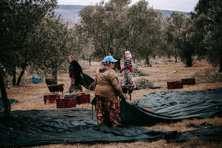 Zeytin hasadında ağaç altına file seren işçiler