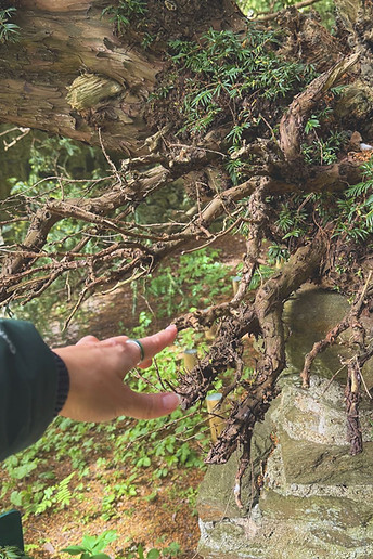 Solar Child Activations - Energy Healing - Fortingall Yew Tree.jpg
