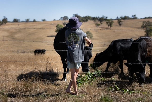 Tshirt and Cows.jpg