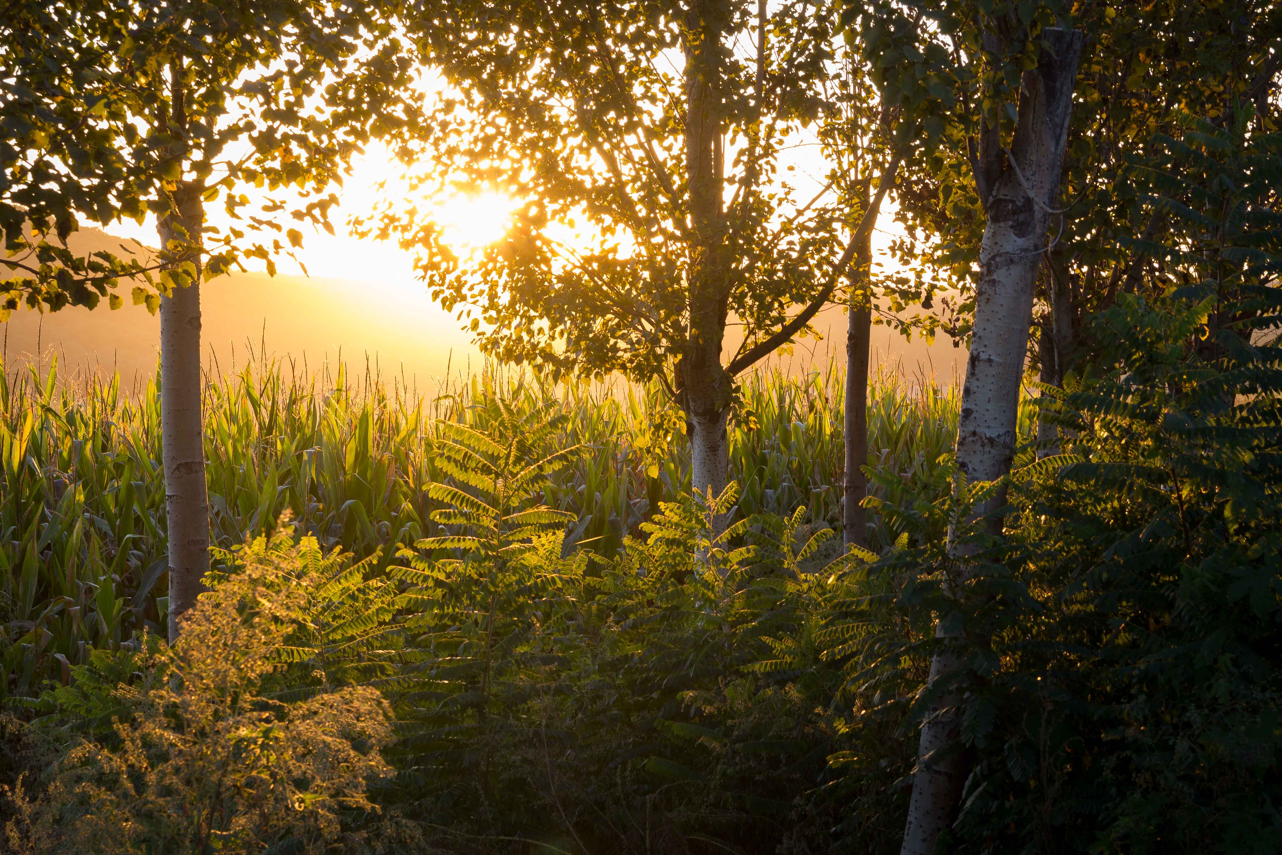 Golden sunset