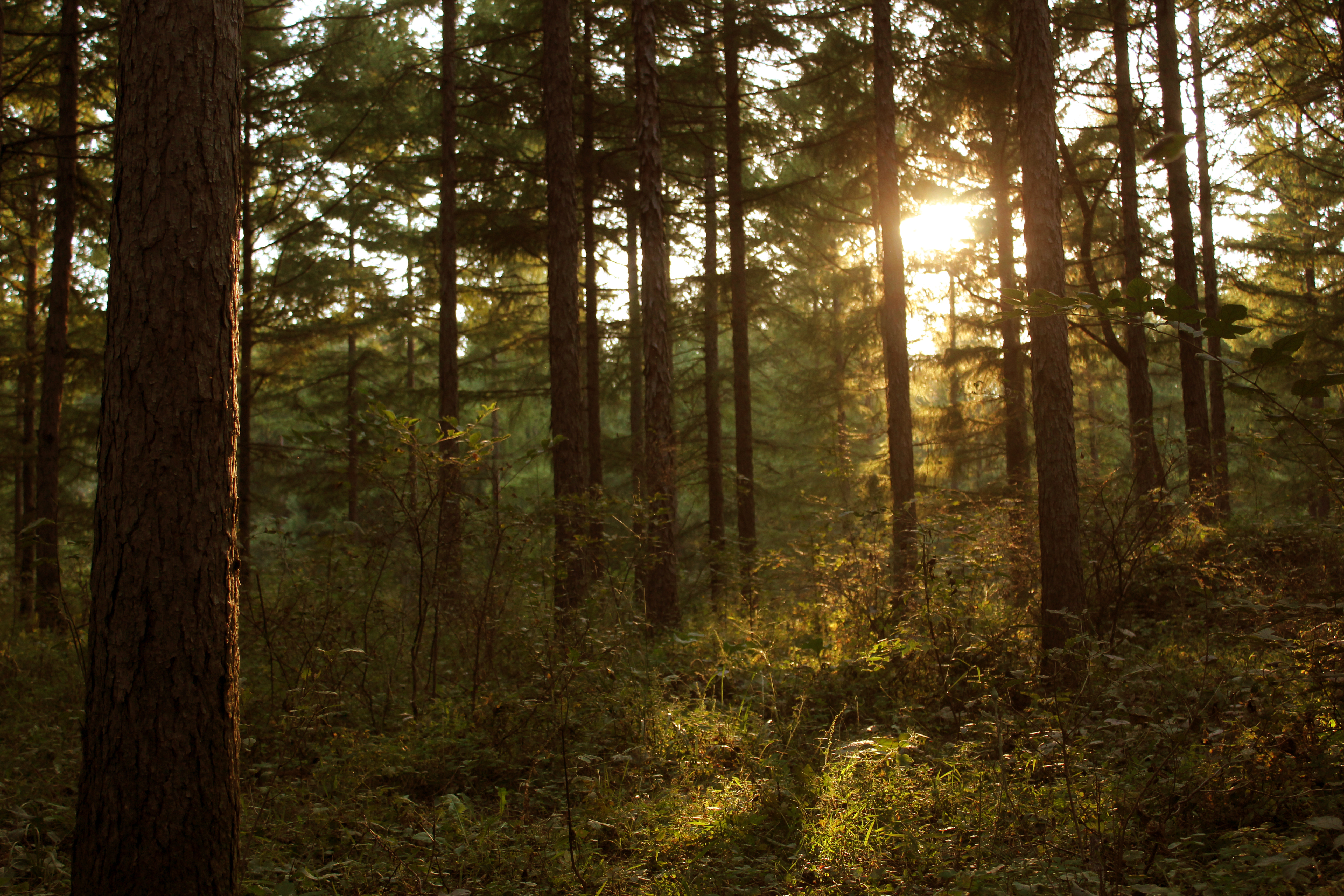 Forrest near the school