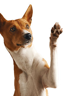 Dog Waving Paw_edited_edited.jpg