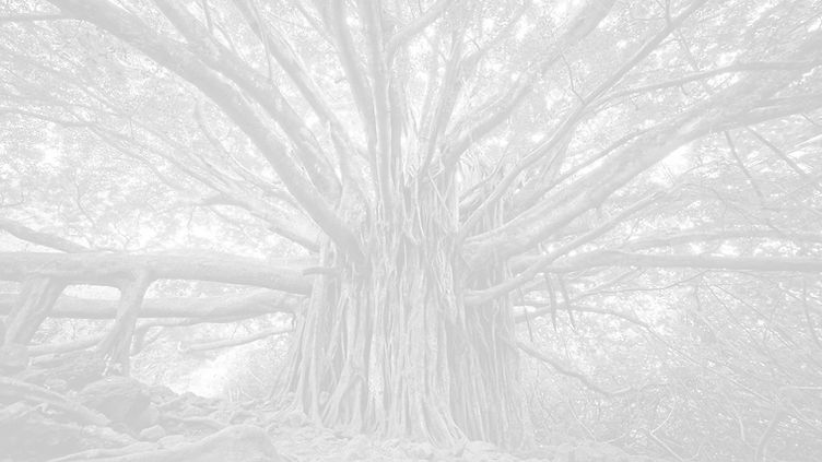 bodhi tree 3_edited.jpg