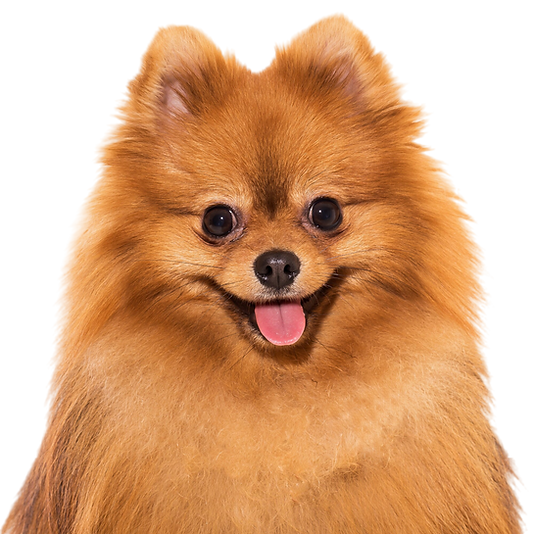 Spitz Alemão