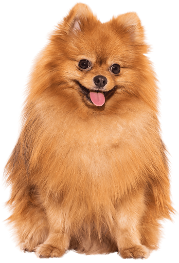Spitz Alemão 