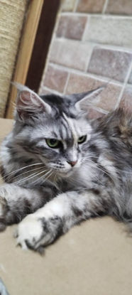 Arielly Sann - Gatil Gold Cat (3).jpeg