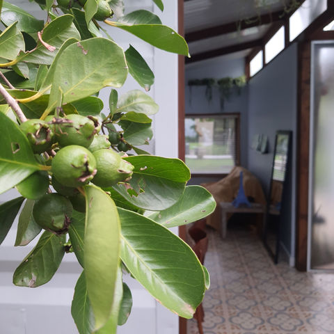 AP Mole... os araças.jpg