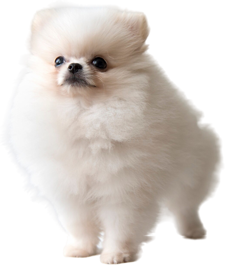 Spitz Alemão