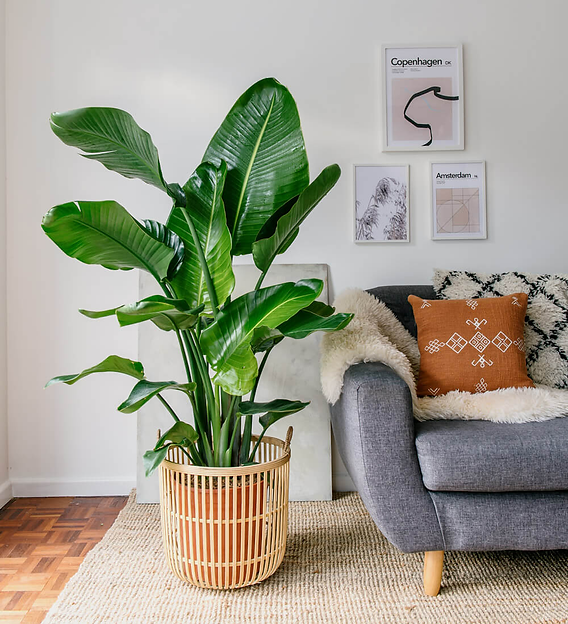 indoor modern plant stand 63