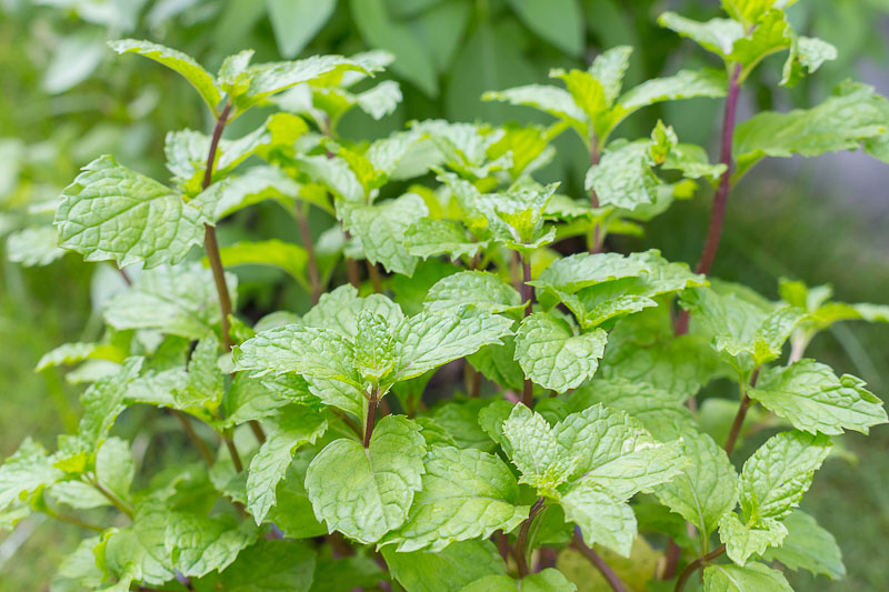 Natural Mosquito Repellent Plants peppermint