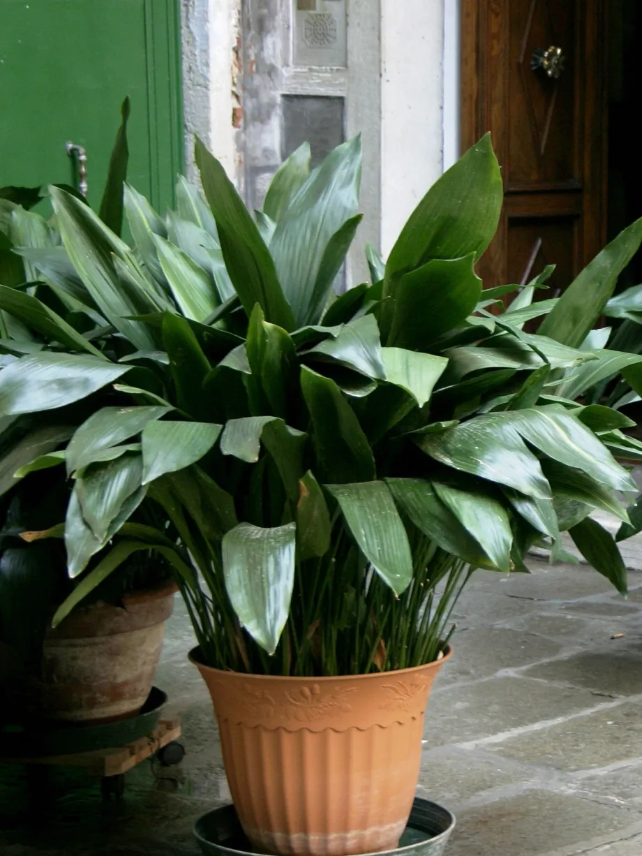 Aspidistra (Aspidistra spp.)