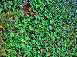 जानिए छत्तीसगढ़ के आदिवासी, मुहँ में हुए छाले किस भाजी से दूर करते हैं?